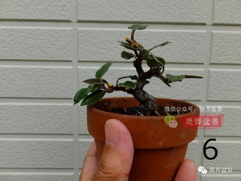 图解 怎么扦插培养微型胡颓子盆景的方法