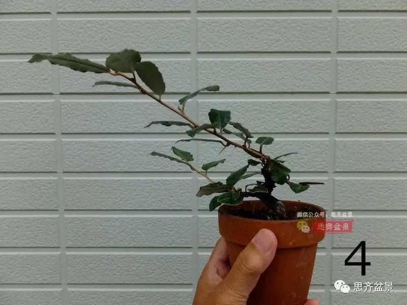 图解 怎么扦插培养微型胡颓子盆景的方法