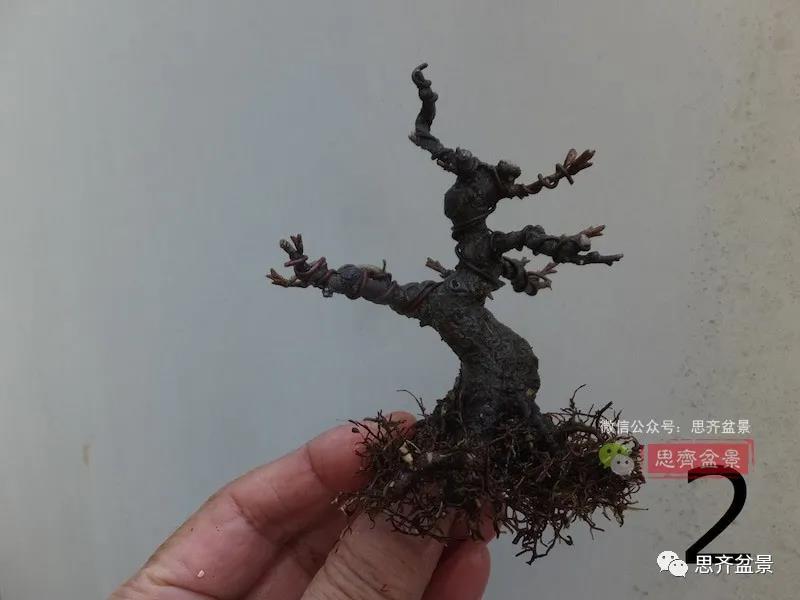 图解 怎么扦插培养微型胡颓子盆景的方法