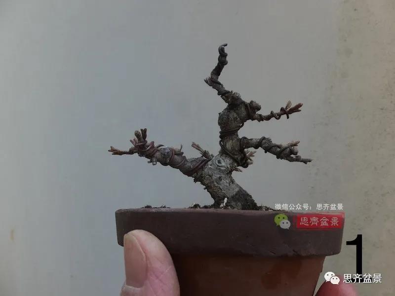 图解 怎么扦插培养微型胡颓子盆景的方法