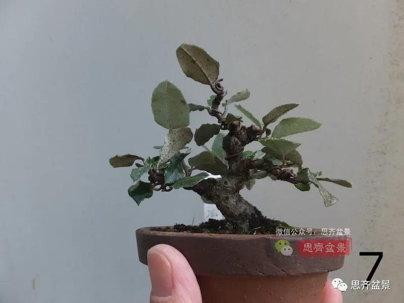 图解 怎么扦插培养微型胡颓子盆景的方法