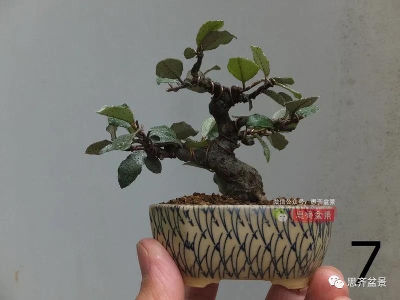 图解 怎么扦插培养微型胡颓子盆景的方法