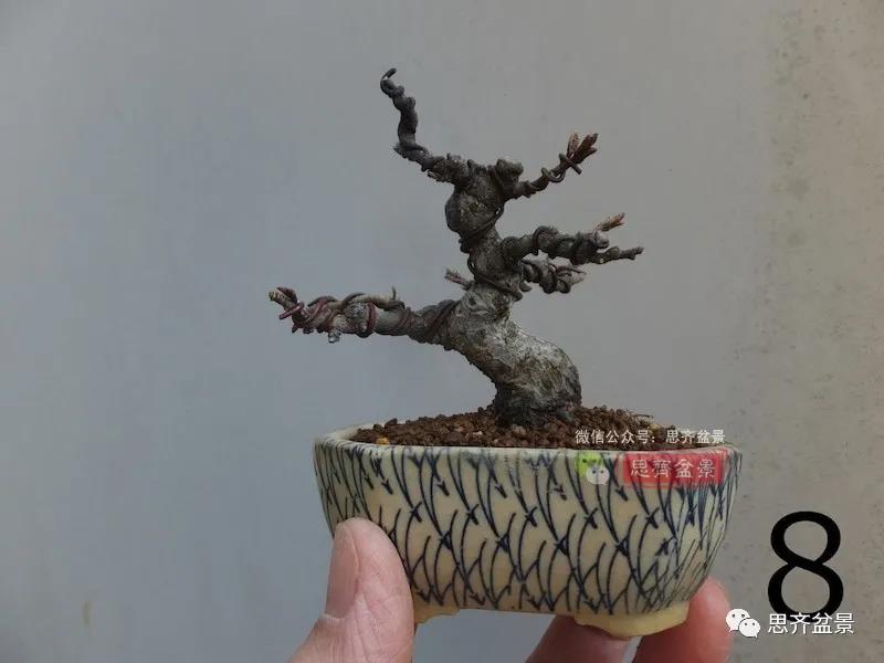 图解 怎么扦插培养微型胡颓子盆景的方法