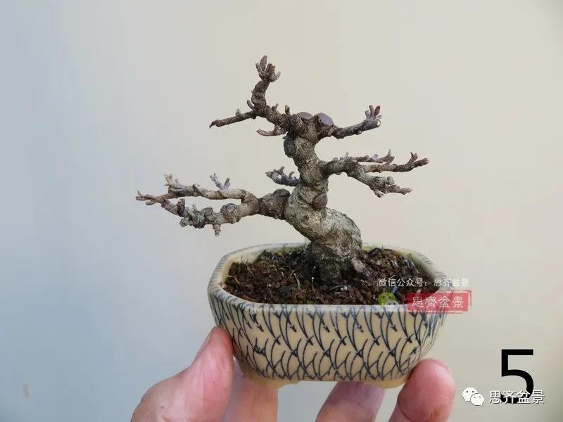 图解 怎么扦插培养微型胡颓子盆景的方法