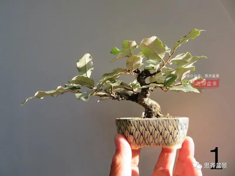 图解 怎么扦插培养微型胡颓子盆景的方法