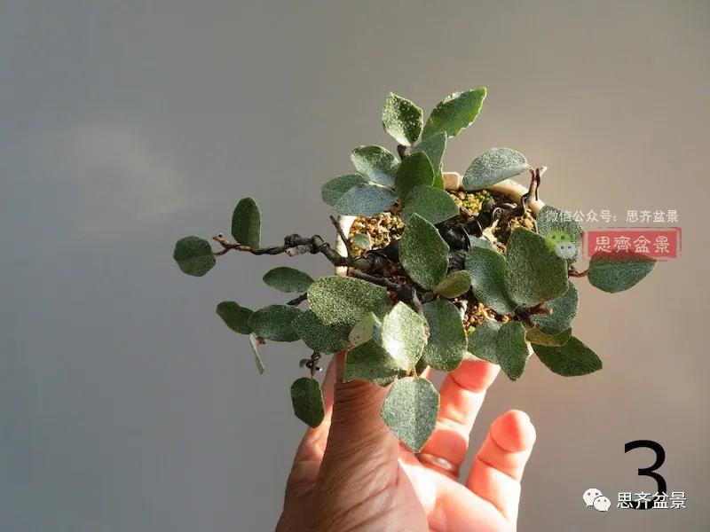 图解 怎么扦插培养微型胡颓子盆景的方法