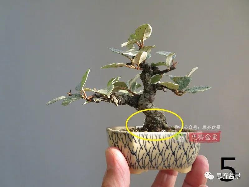 图解 怎么扦插培养微型胡颓子盆景的方法