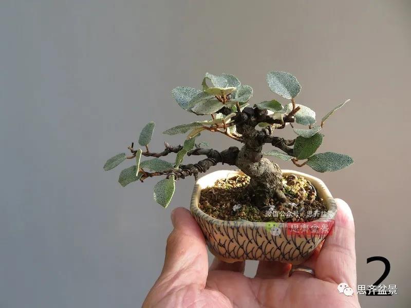 图解 怎么扦插培养微型胡颓子盆景的方法