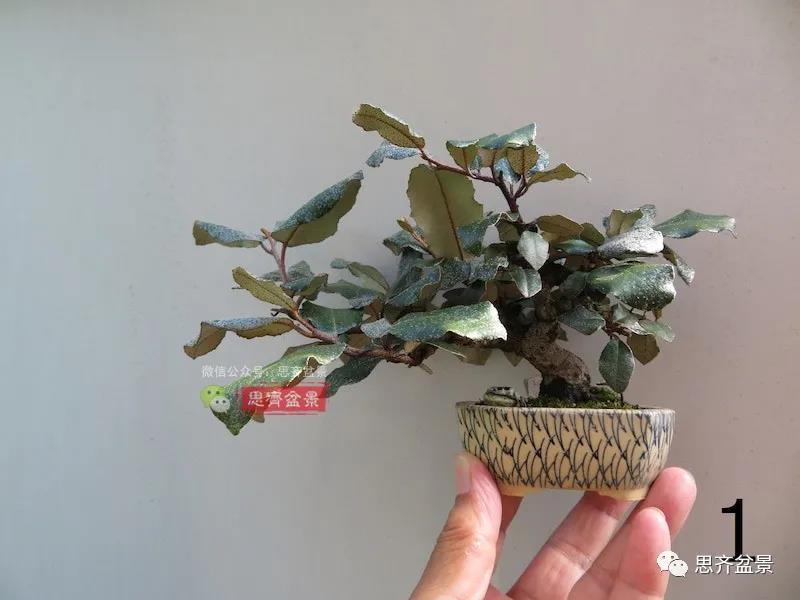 图解 怎么扦插培养微型胡颓子盆景的方法