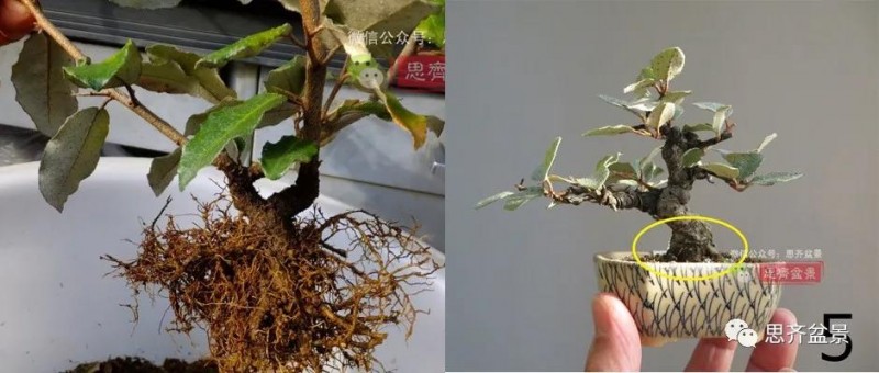 图解 怎么扦插培养微型胡颓子盆景的方法