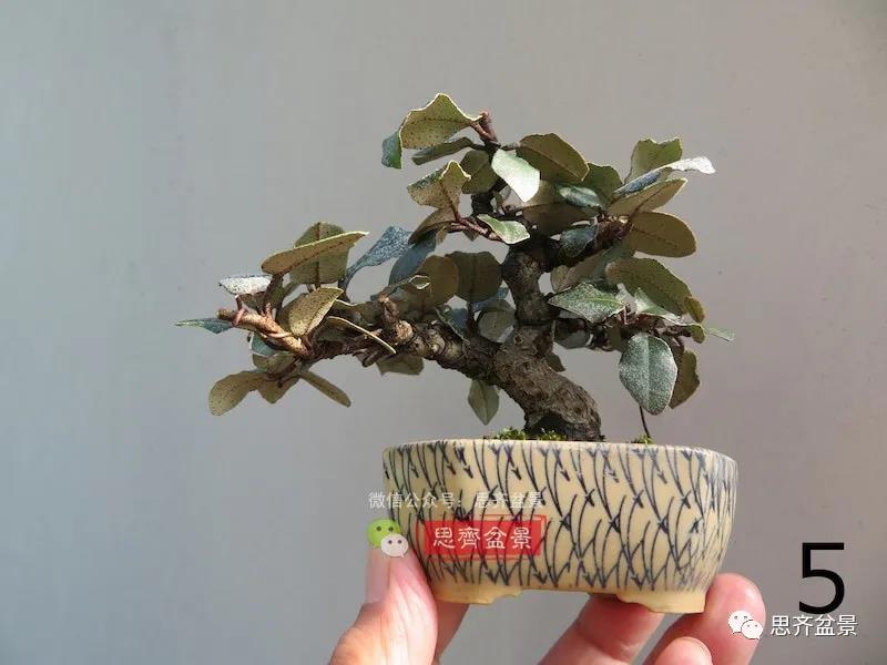 图解 怎么扦插培养微型胡颓子盆景的方法