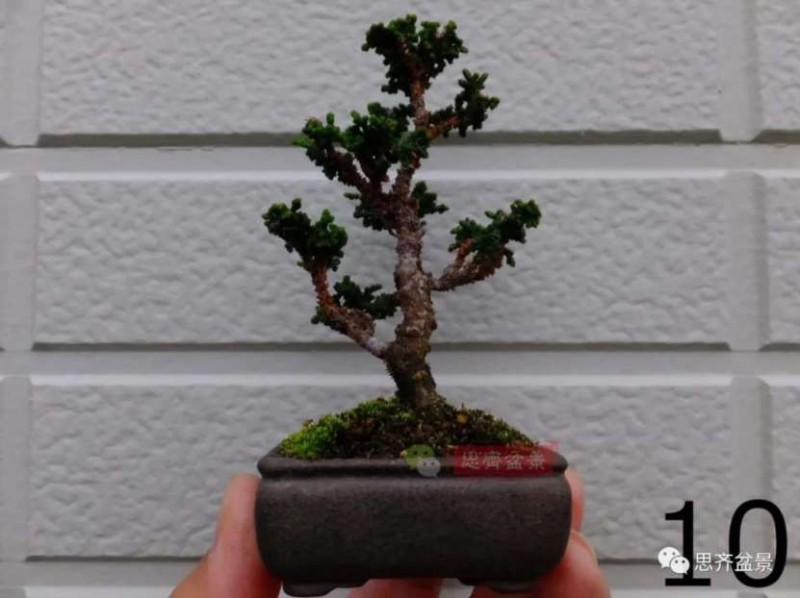 图解 微型石化桧6年制作盆景的过程