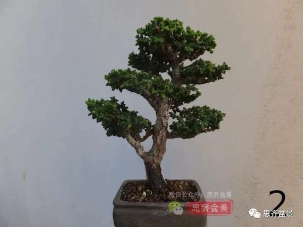 图解 微型石化桧6年制作盆景的过程