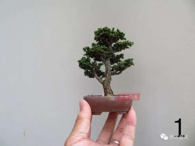 图解 微型石化桧6年制作盆景的过程