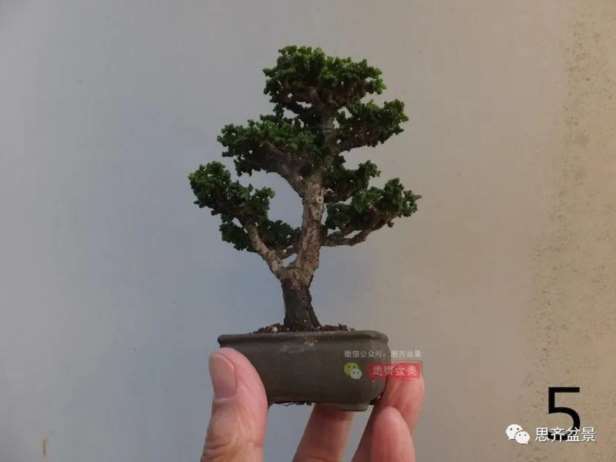 图解 微型石化桧6年制作盆景的过程