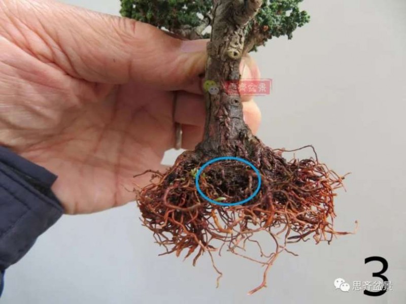 图解 微型石化桧6年制作盆景的过程