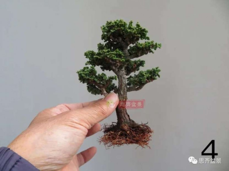 图解 微型石化桧6年制作盆景的过程