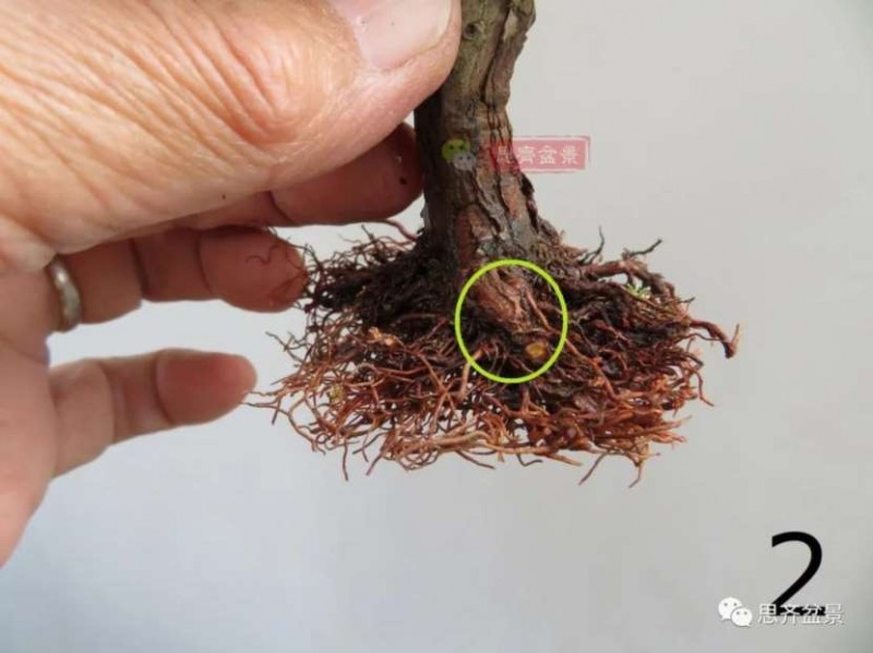 图解 微型石化桧6年制作盆景的过程