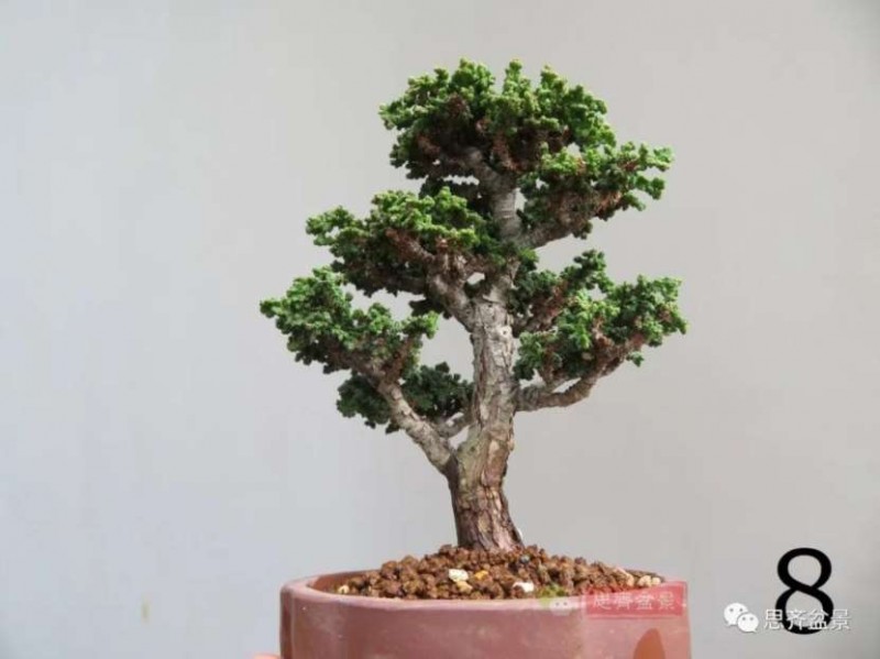 图解 微型石化桧6年制作盆景的过程