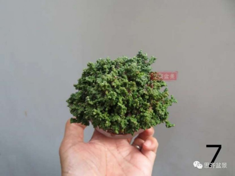 图解 微型石化桧6年制作盆景的过程