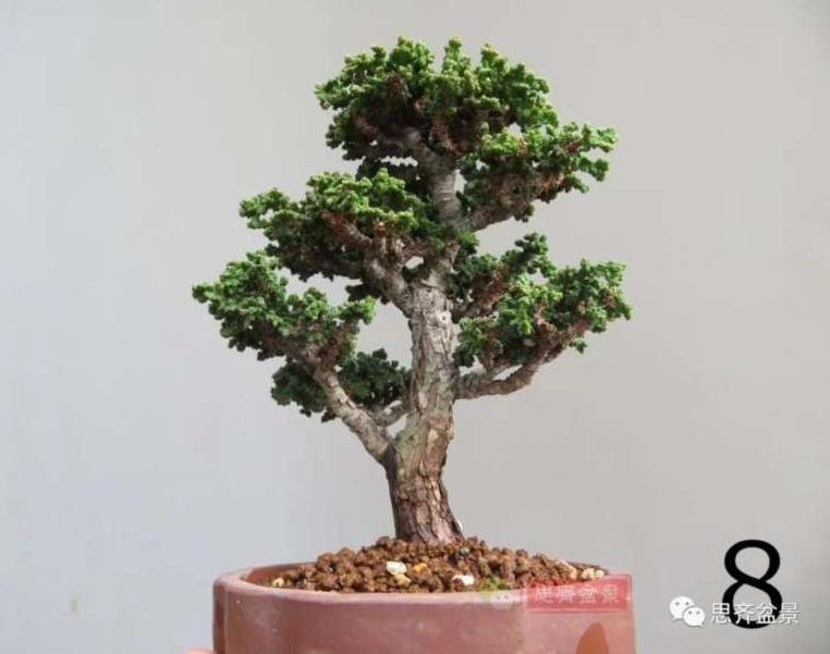 图解 微型石化桧6年制作盆景的过程