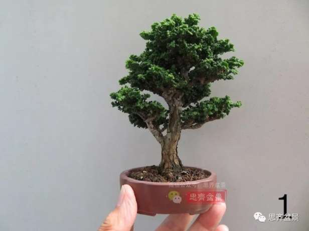 图解 微型石化桧6年制作盆景的过程