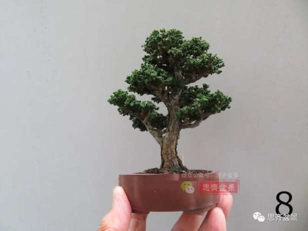 图解 微型石化桧6年制作盆景的过程