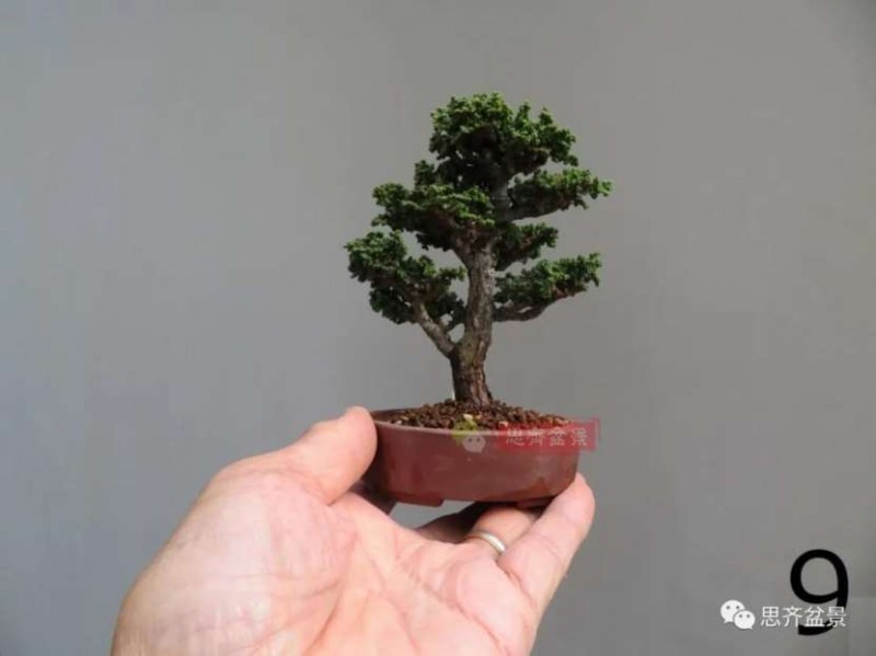 图解 微型石化桧6年制作盆景的过程