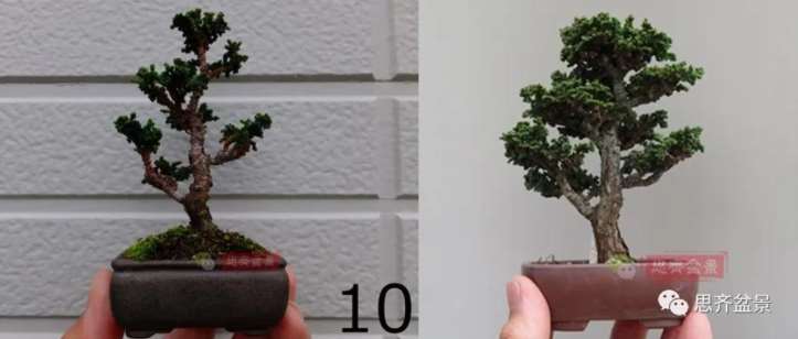 图解 微型石化桧6年制作盆景的过程