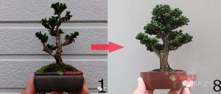 图解 微型石化桧6年制作盆景的过程