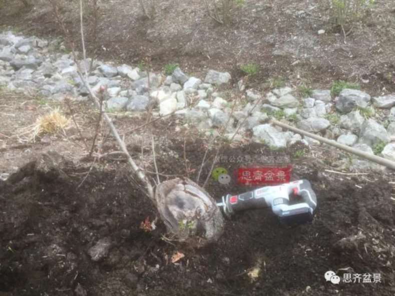 图解 一棵废弃下山桩是怎么制作盆景的