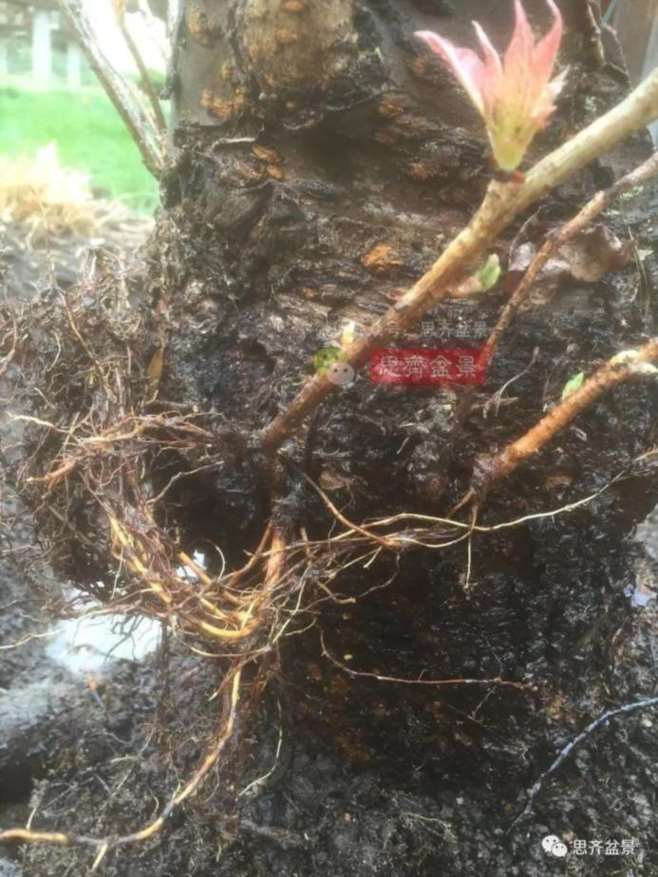 图解 一棵废弃下山桩是怎么制作盆景的