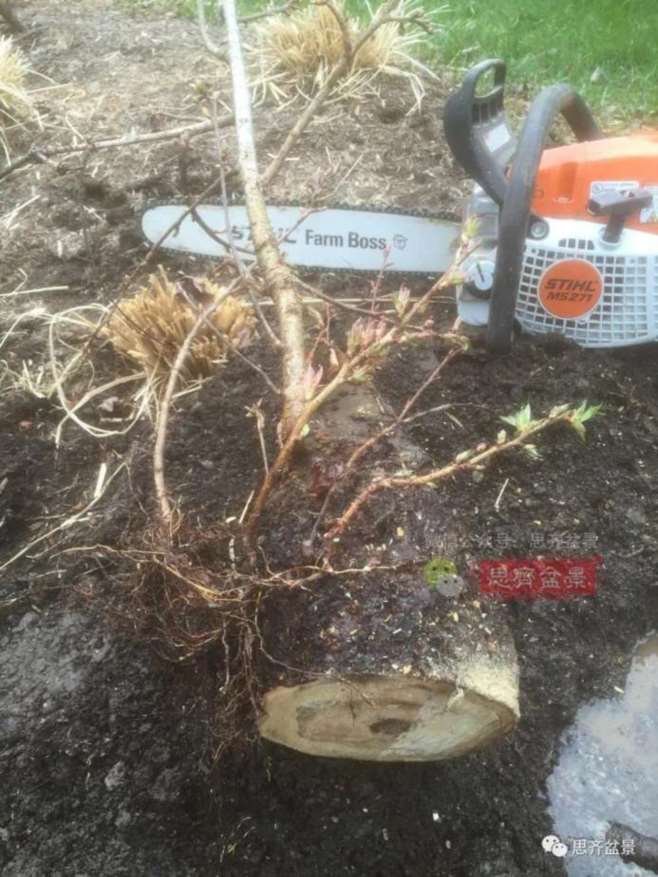 图解 一棵废弃下山桩是怎么制作盆景的