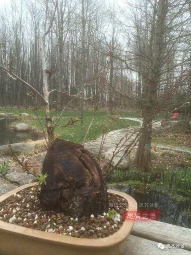 图解 一棵废弃下山桩是怎么制作盆景的