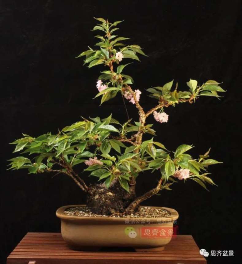 图解 一棵废弃下山桩是怎么制作盆景的