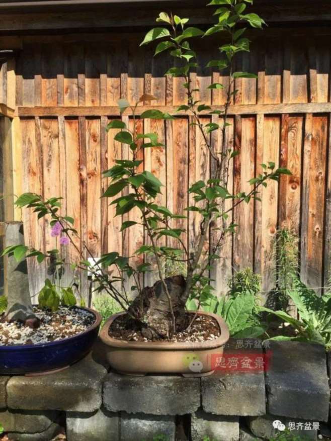 图解 一棵废弃下山桩是怎么制作盆景的