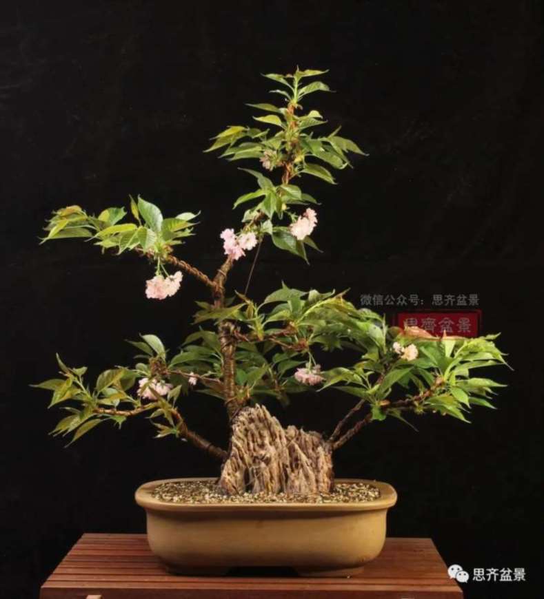 图解 一棵废弃下山桩是怎么制作盆景的