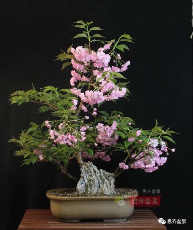 图解 一棵废弃下山桩是怎么制作盆景的