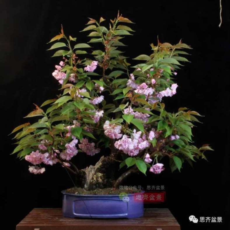 图解 一棵废弃下山桩是怎么制作盆景的