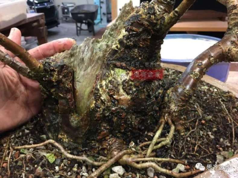 图解 一棵废弃下山桩是怎么制作盆景的