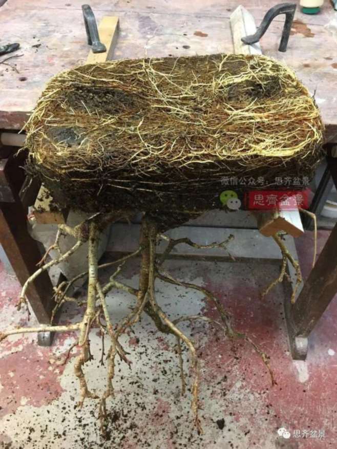 图解 一棵废弃下山桩是怎么制作盆景的