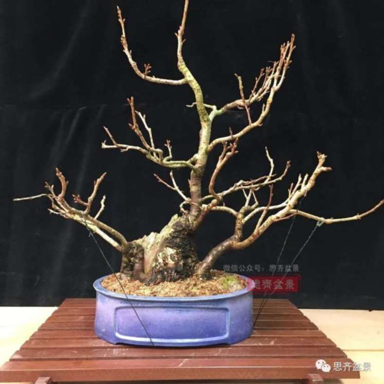 图解 一棵废弃下山桩是怎么制作盆景的