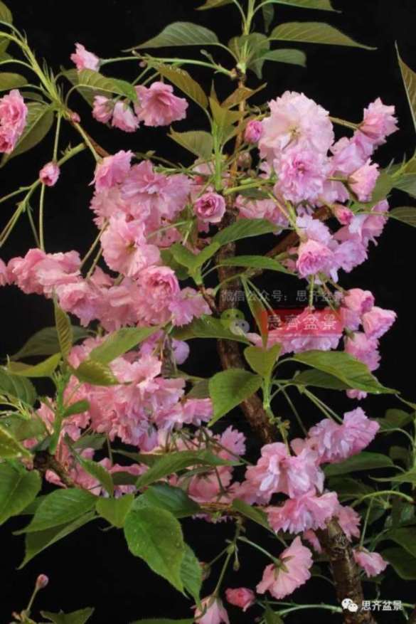 图解 一棵废弃下山桩是怎么制作盆景的