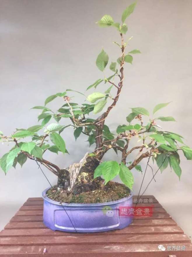 图解 一棵废弃下山桩是怎么制作盆景的