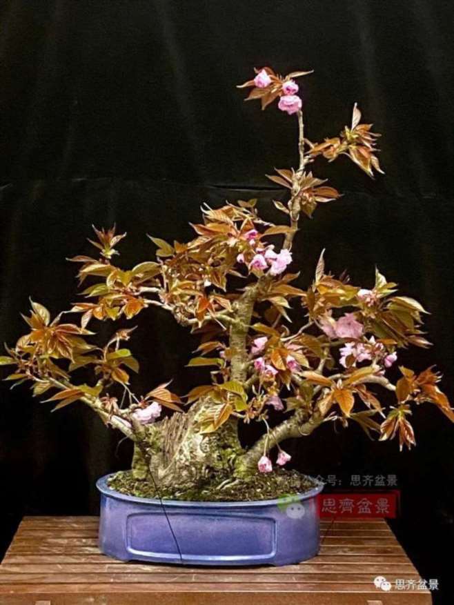 图解 一棵废弃下山桩是怎么制作盆景的