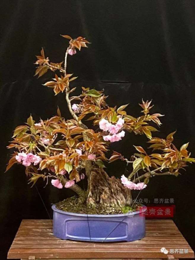 图解 一棵废弃下山桩是怎么制作盆景的