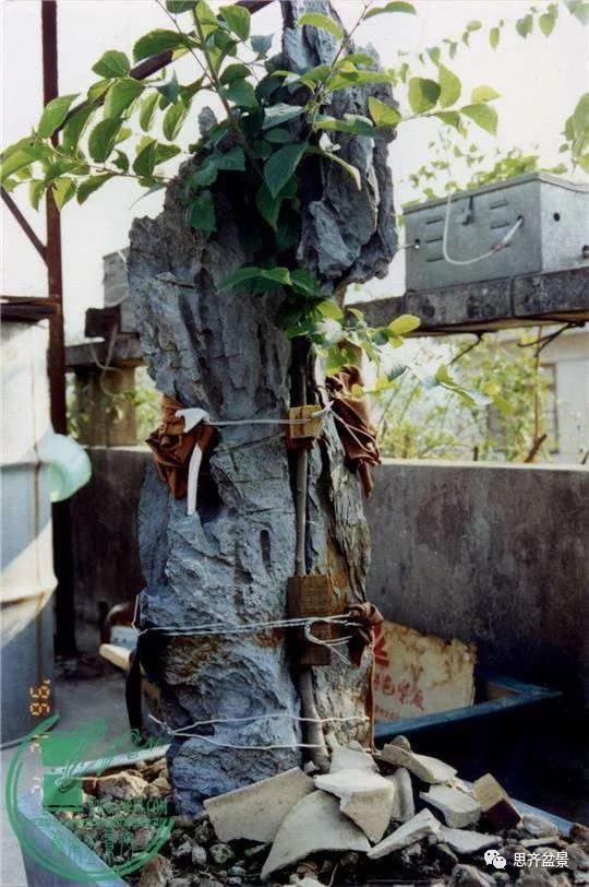 韩学年的相思附石盆景《共峥嵘》创作小记