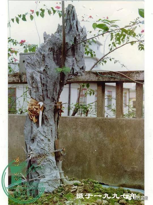 韩学年的相思附石盆景《共峥嵘》创作小记