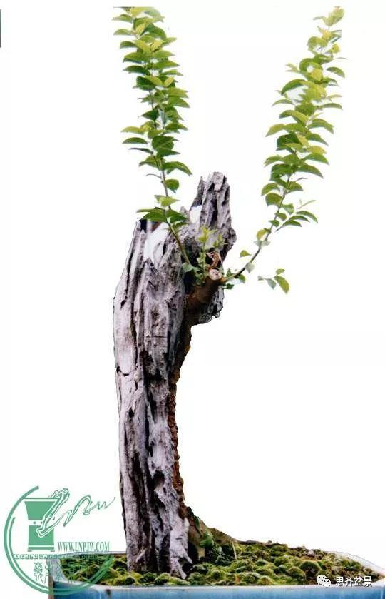 韩学年的相思附石盆景《共峥嵘》创作小记