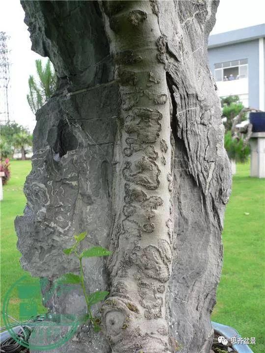 韩学年的相思附石盆景《共峥嵘》创作小记